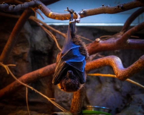 【閲覧注意】彡(^)(^)「オオコウモリの駆除バイト1匹5000円か、やってみよ！！」→結果(画像ｱﾘ)