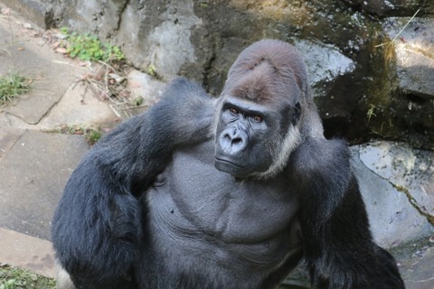 【画像】人間とゴリラの骨格の比較クッッソワロタｗｗｗｗｗｗｗｗ