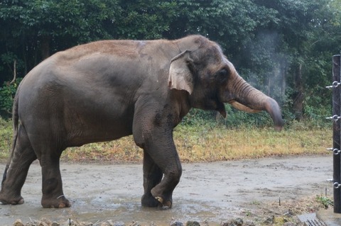 【動画】ゾウさん、トラックから通行料を取る事を覚えてしまうｗｗｗｗｗ