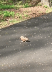 Gif 変な動きする謎の鳥おったｗｗｗｗｗｗｗ うしみつ 2ch怖い話まとめ