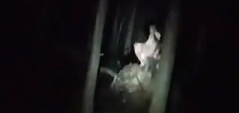 news-creature-video