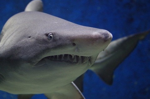 shark-674867_640