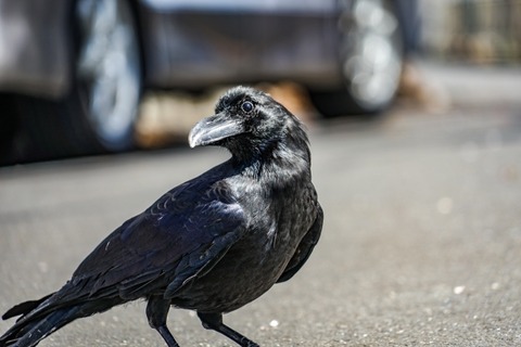【動画】動物最強知能カラスさん、人間で遊んでしまうｗｗｗｗ