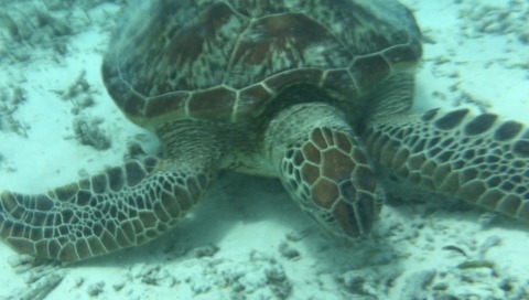 【閲覧注意】ウミガメ「…ｼﾃ……ﾓ…ｳ…ｺﾛｼﾃ……ｺﾛｼﾃｸﾚﾒﾝｽ」