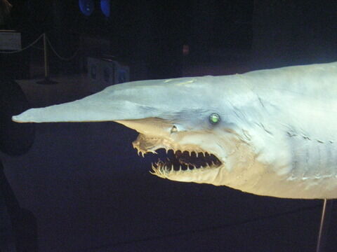 goblinshark2