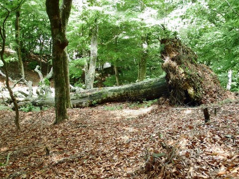 哲学者「誰もいない森で木が倒れた時、その木は “音を出さずに”倒れる」←これ…