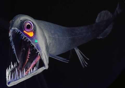 ookuchihosieso