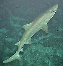250px-Odontaspis_ferox