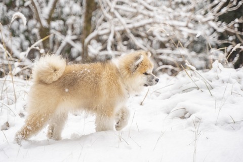 彼女「秋田犬（あきたけん）の赤ちゃんだって、かわいいね」　ワイ「あきたいぬ、ね」→結果