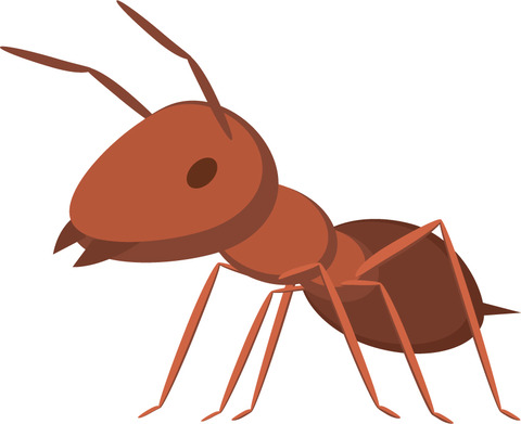 【悲報】日本を侵略しようとしたヒアリ、日本の在来種にボコボコにされて涙目敗走してしまうｗｗｗｗｗｗ