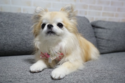 【画像】野生化したチワワ、何か違うｗｗｗｗｗｗｗ