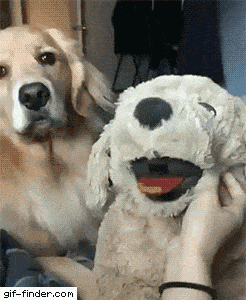 Gif 癒やされる動物のgif貼ってくれ うしみつ 5chまとめ