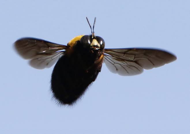 【速報】この昆虫が空を飛べる理由、現代の科学でも解明できないｗｗｗ  [661852521]->画像>5枚 