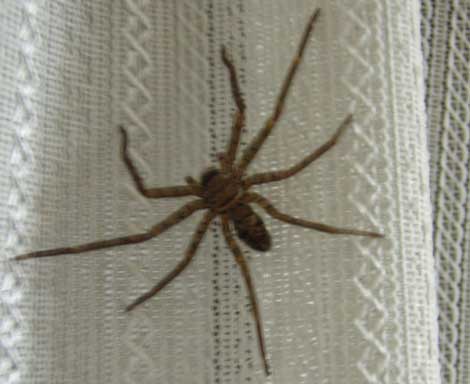 brownhuntsmanspider