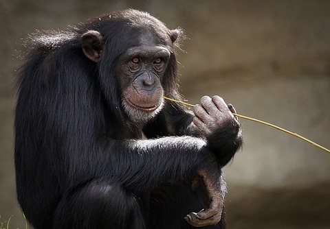 chimpanzee-3703230_640