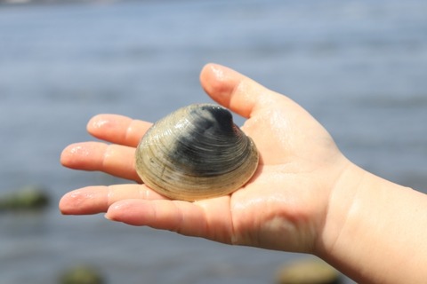 【画像】パッパ「デカい貝取って子供に見せたろｗｗｗ」→