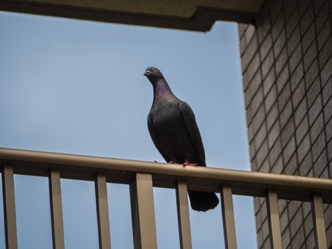 【悲報】ハト、ついにワイの家のベランダに産卵、全面戦争へ突入ｗｗｗｗ（画像ｱﾘ）