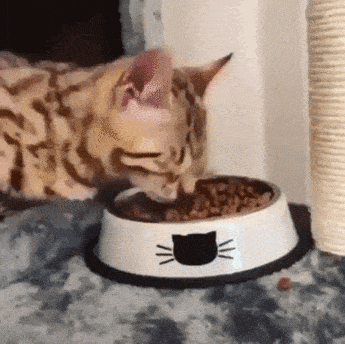 Gif 犬のご飯に対する執着心がスゴいwwwwwww うしみつ 2ch怖い話まとめ Gif 犬のご飯に対する執着心がスゴいwwwwwww うしみつ 2ch怖い話まとめ