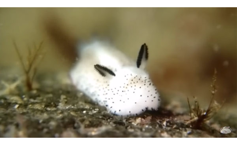 news4vip-1439476089-28-490x300