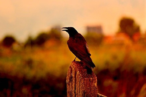 crow-3604685_640