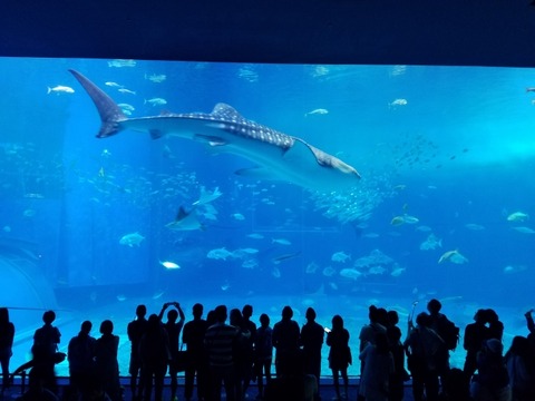 【悲報】ブラック水族館、闇が深すぎて炎上ｗｗｗｗｗ
