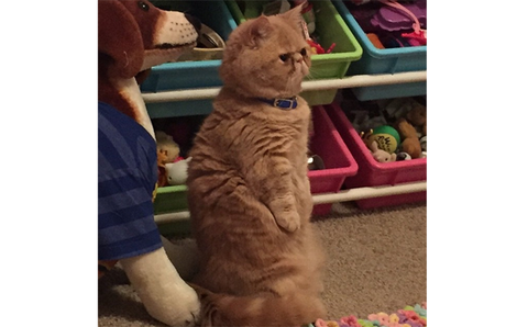 cat03