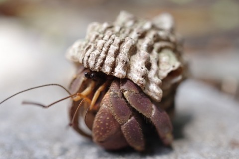 【画像】貝殻を見つけられなかったヤドカリ達の末路がこちらｗｗｗｗｗｗｗｗ