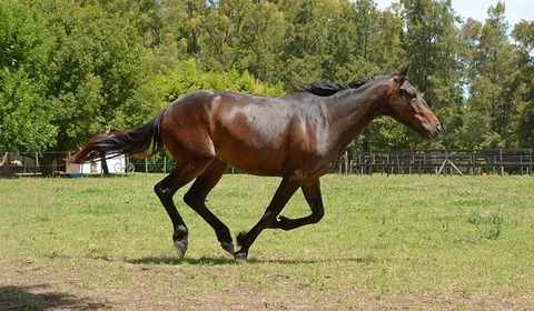 horse-2536543_640