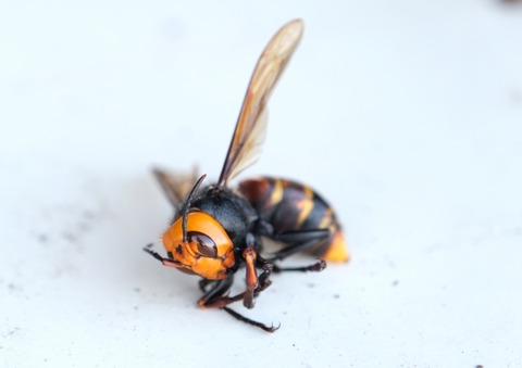 【悲報】陽キャさん、スズメバチを食べてしまいこうなってしまうｗｗｗｗｗｗｗｗ