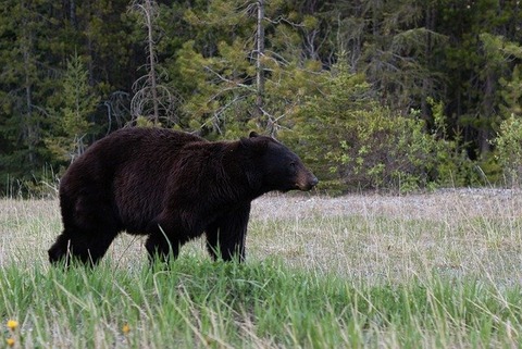 black-bear-1019063_640 (1)
