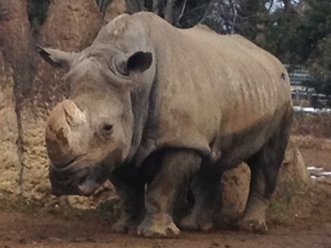 【画像】サイの生殖器をご覧ください「ボールとか掴んで投げてきそうｗｗ」