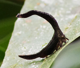 20120715zqtunozemi