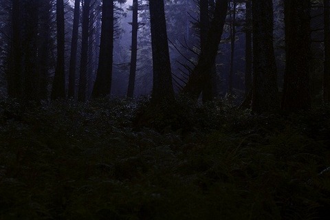 dark-forest-4395986_640