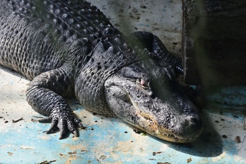 【動画】黒人さん、デカいワニをバトルさせて大盛りあがりしてしまうｗｗｗｗｗ