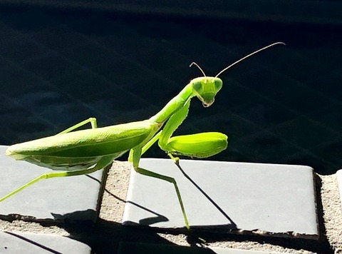 【閲覧注意】カマキリ『なんや最近腹が痛いンゴなぁ...ちょっと気分転換に水浴びでもいくかｗ』→