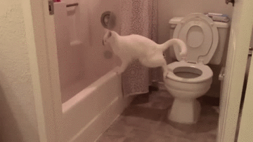 犬 ケーキ 驚く Gif 3263 犬 ケーキ 驚く Gif 犬 ケーキ 驚く Gif 3263 犬 ケーキ 驚く Gif