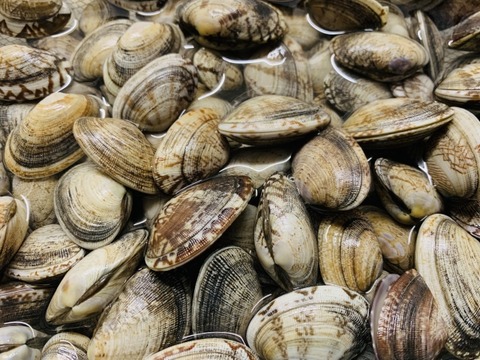 【動画】とんでもないアサリが見つかる お前らの想像の１０倍は凄いｗｗｗｗ