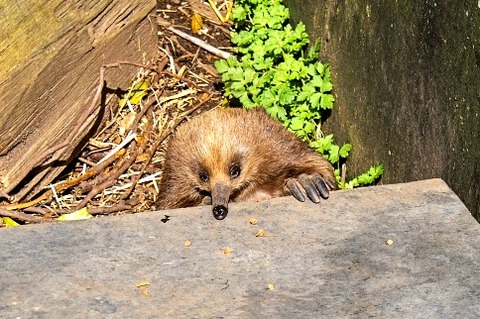 【画像】農家はみんな知ってる『モグラ』の殺し方、あまりにもエグすぎる・・・・