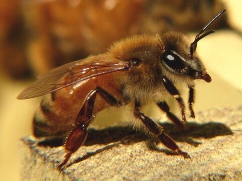 Honeybee-27527-1-900x675