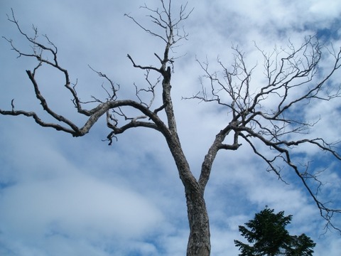 【闇深】ビッグモーター店舗前の街路樹だけなぜか枯れてしまう怪奇現象が発生・・・