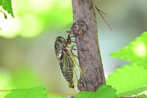 【虫注意】虫嫌いワイ、ベランダに落ちてきたセミを助けたい・・・・・→