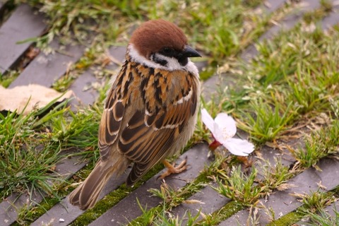 スズメ駆除したら「4500万人死亡」←これって凄い話だよなｗｗｗｗ