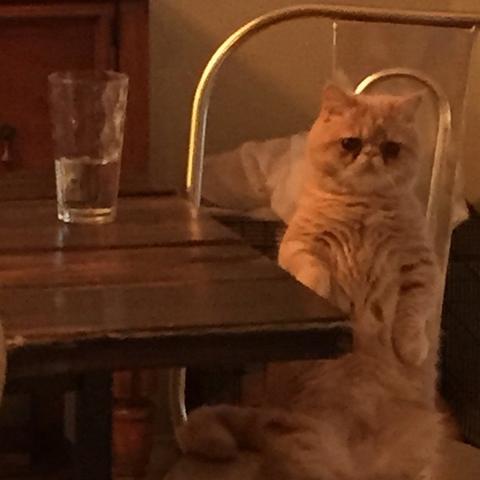 cat10