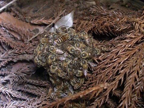 1024px-Honeybee_thermal_defence01