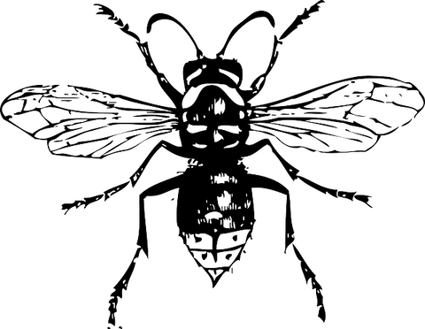 hornet-32928_640
