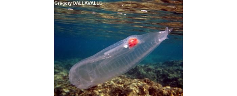 news4vip-1439476089-41-490x200