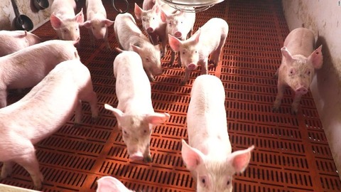 china-african-swine-fever