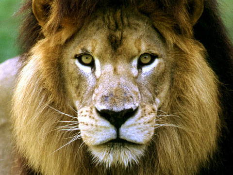lion62610-2
