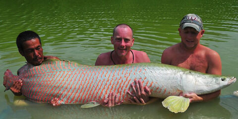 Arapaima00
