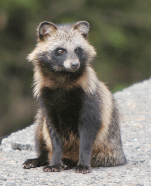 tanuki